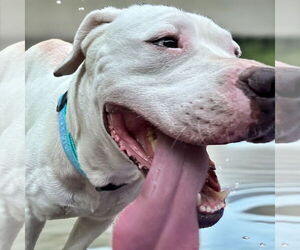 American Bulldog Dogs for adoption in Lexington, SC, USA