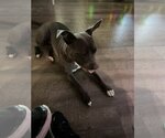 Small Photo #10 American Staffordshire Terrier-Bulldog Mix Puppy For Sale in Dana Point, CA, USA