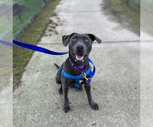 Labrador Retriever-Unknown Mix Dogs for adoption in Boston, MA, USA