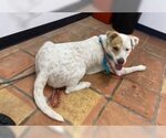 Small #3 Labrador Retriever Mix