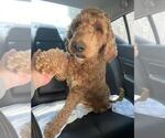 Small Photo #1 Goldendoodle Puppy For Sale in ROSEMEAD, CA, USA