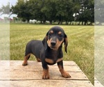 Small #2 Dachshund