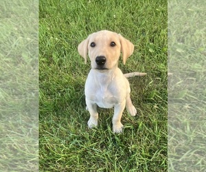 Labrador Retriever Puppy for sale in SACRED HEART, MN, USA