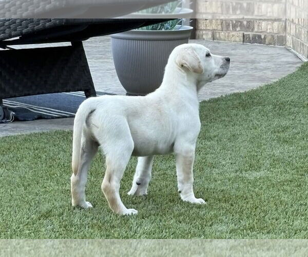 Medium Photo #4 Labrador Retriever Puppy For Sale in Fort Worth, TX, USA