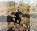 Small Photo #10 Cane Corso Puppy For Sale in COLONIAL HEIGHTS, VA, USA