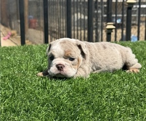 English Bulldog Puppy for sale in UNIVERSAL CITY, CA, USA