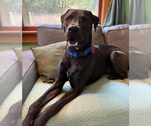Beau - Male Labrador Retriever-Unknown Mix Dog for Adoption - Photo #4