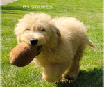 Puppy Stripes Goldendoodle (Miniature)