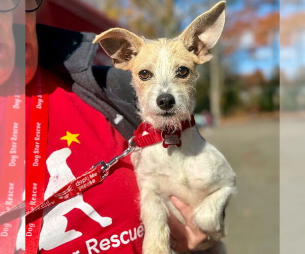 Medium Photo #2 Mutt Puppy For Sale in Canton, CT, USA