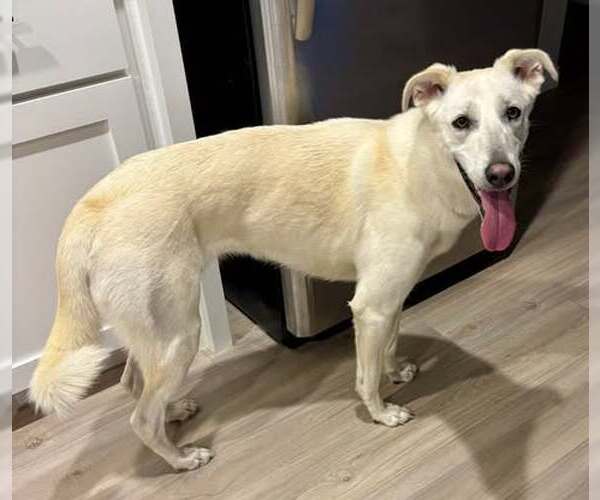 Medium Photo #2 Greyhound-Unknown Mix Puppy For Sale in Minneapolis, MN, USA