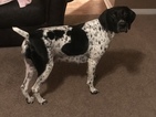 Small Photo #1 German Shorthaired Pointer Puppy For Sale in MOUNT PLYMOUTH, FL, USA