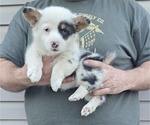 Small Photo #4 Pembroke Welsh Corgi Puppy For Sale in MILTON, WI, USA