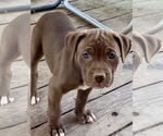Small Photo #6 Bullboxer Pit Puppy For Sale in Hillsboro, MO, USA