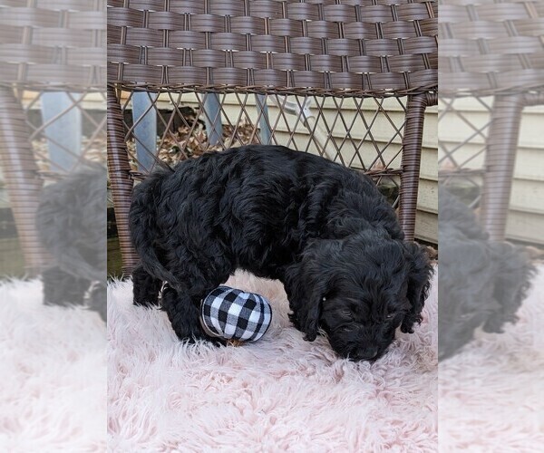 Medium Photo #2 Cock-A-Poo Puppy For Sale in SALEM, MO, USA