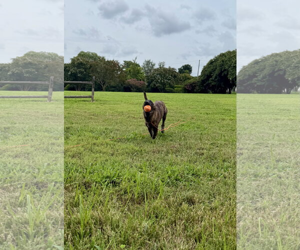 Medium Photo #6 Holland Shepherd-Plott Hound Mix Puppy For Sale in Virginia Beach, VA, USA