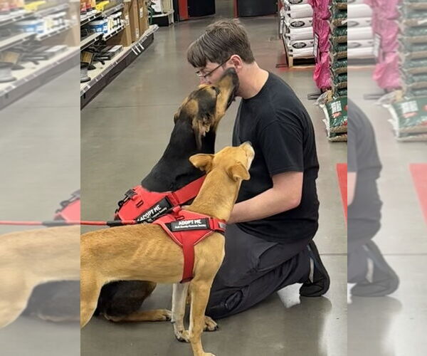 Medium Photo #12 Catahoula Leopard Dog-German Shepherd Dog Mix Puppy For Sale in Bolivar, MO, USA