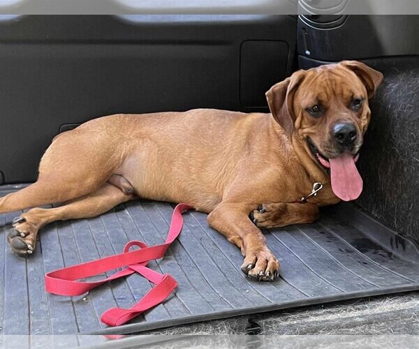 Medium Photo #2 English Mastweiler Puppy For Sale in Hillsboro, NH, USA