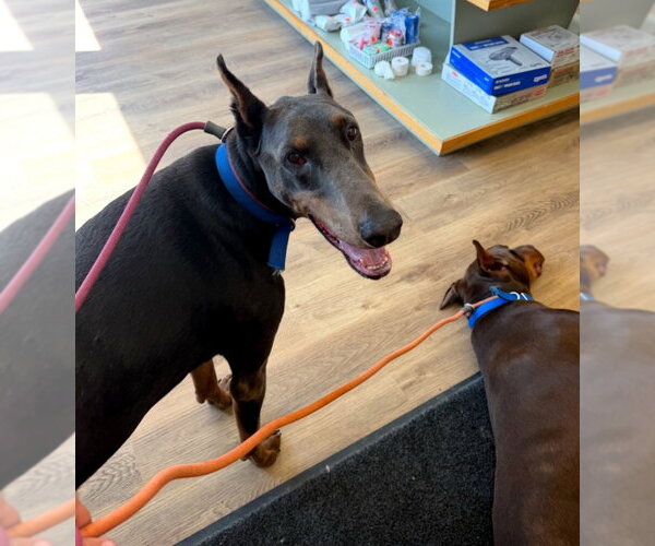 Medium Photo #18 Doberman Pinscher Puppy For Sale in Buffalo, MN, USA