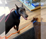 Small #17 Doberman Pinscher
