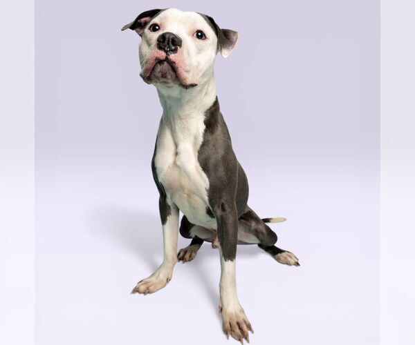 Medium Photo #1 Mutt Puppy For Sale in Rowlett, TX, USA