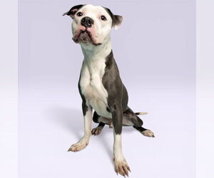 Mutt Dogs for adoption in Rowlett, TX, USA