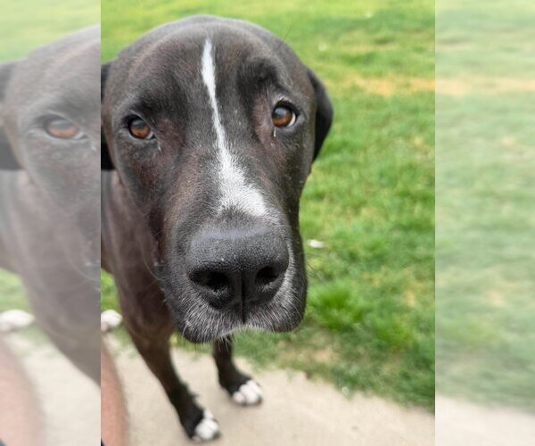 Medium Photo #9 Great Dane-Labrador Retriever Mix Puppy For Sale in Bullard, TX, USA