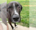 Small #8 Great Dane-Labrador Retriever Mix