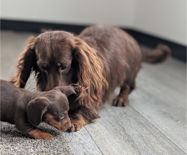 Medium Photo #21 Dachshund Puppy For Sale in GOSHEN, IN, USA