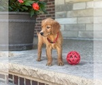 Small Photo #35 Golden Retriever Puppy For Sale in WOLCOTT, IN, USA