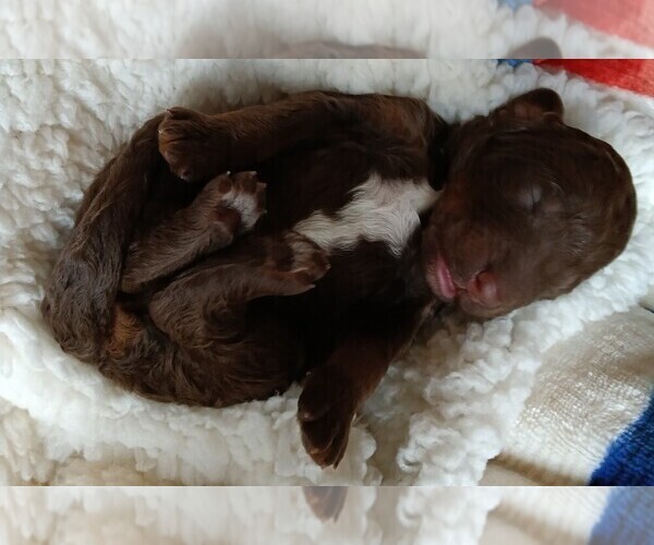 Medium Photo #5 Poodle (Standard) Puppy For Sale in BONNERS FERRY, ID, USA