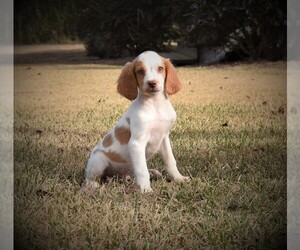 Brittany Dog for Adoption in FITZGERALD, Georgia USA