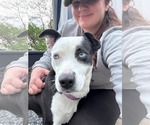 Small #1 Mutt