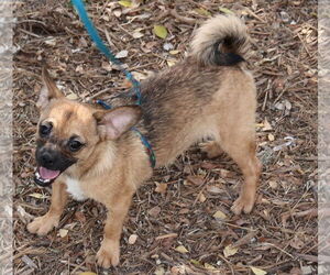 Chug Dogs for adoption in Bandera, TX, USA