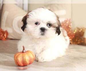 Shih Tzu Puppy for sale in MOUNT VERNON, OH, USA