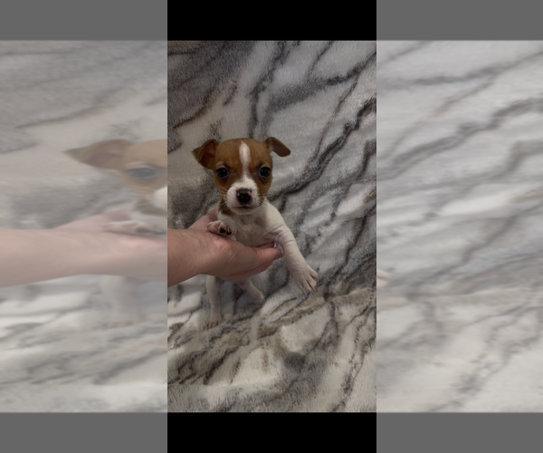 Medium Photo #6 Jack Russell Terrier Puppy For Sale in MOUNT CARMEL, PA, USA