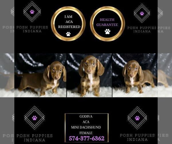 Medium Photo #6 Dachshund Puppy For Sale in WARSAW, IN, USA