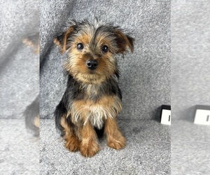 Yorkshire Terrier Puppy for sale in INDIANAPOLIS, IN, USA