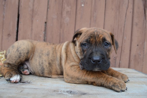 Medium Photo #4 Boerboel Puppy For Sale in HONEY BROOK, PA, USA