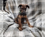 Small Photo #9 Belgian Malinois-Doberman Pinscher Mix Puppy For Sale in MILLBROOK, NY, USA