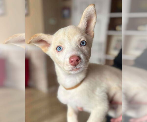 Medium Photo #1 Siberian Husky Puppy For Sale in Matawan, NJ, USA