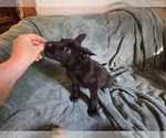 Small #2 Australian Shepherd-German Shepherd Dog Mix
