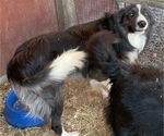 Small Photo #1 Border Collie Puppy For Sale in JONESTOWN, PA, USA
