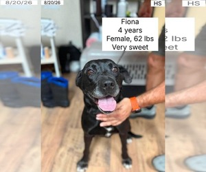 Mutt Dogs for adoption in Plainfield, IL, USA