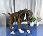 Small Photo #4 Boxer Puppy For Sale in GREENWOOD, IN, USA