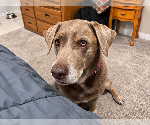 Medium Photo #2 Labrador Retriever Puppy For Sale in Clovis, CA, USA