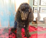 Puppy Poppy Poodle (Standard)