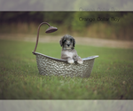 Small Photo #1 Goldendoodle Puppy For Sale in DANDRIDGE, TN, USA