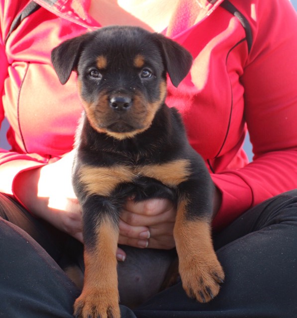 Medium Photo #1 Rottweiler Puppy For Sale in ABERDEEN, MD, USA