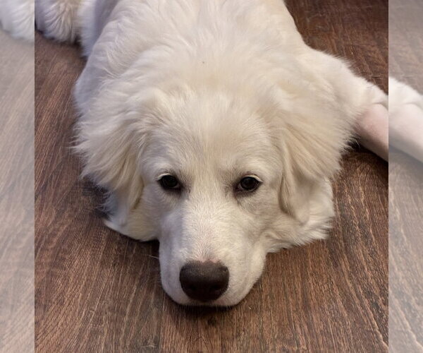 Medium Photo #4 Great Pyrenees-Unknown Mix Puppy For Sale in Dallas, TX, USA