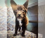 Small #4 Mutt